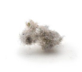 Common house hold dust, high magnification macro, isolated on white.