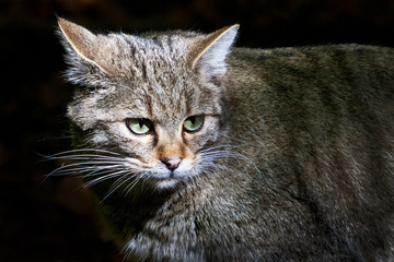 European wildcat (Felis silvestris silvestris)