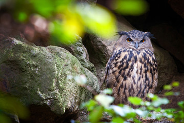 Eurasian eagle-owlEurasian eagle-owl / Bubo Bubo / Výr velk
