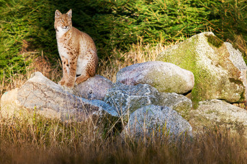 wild cat Eurasian Lynx watching on the wood 
