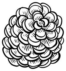 Pine cone - design element in pencil drawing style