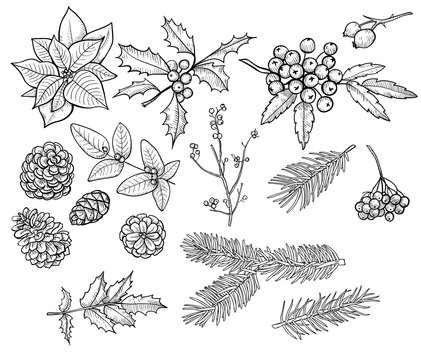 Leaves, twigs and berries - design element in pencil drawing style