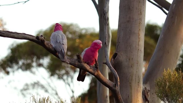 Pair of Galah Cockatoos on the Gumtree branch, nibbling tree seeds.