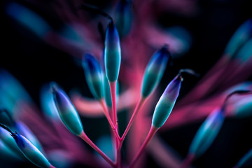 abstract image of Grevillea Venusta