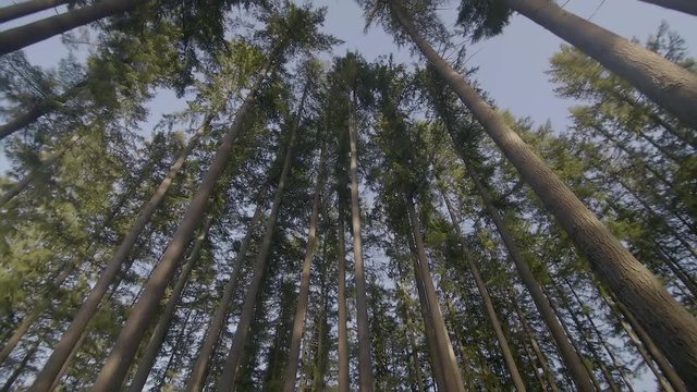 Tilt up shot of tall trees (slow motion).