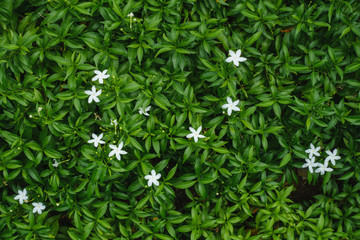 Small white flower on green leaves background