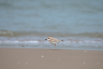 Malaysian plover is a small wader that nests on beaches and salt flats in Southeast Asia.