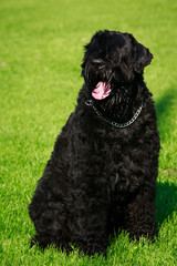 Dog breed Russian Black Terrier