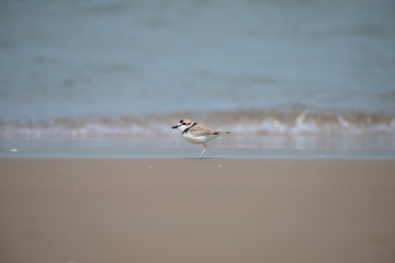 Malaysian plover is a small wader that nests on beaches and salt flats in Southeast Asia. 