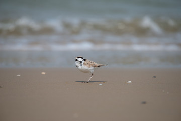 Malaysian plover is a small wader that nests on beaches and salt flats in Southeast Asia. 