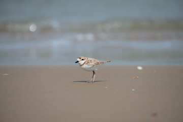 Malaysian plover is a small wader that nests on beaches and salt flats in Southeast Asia. 