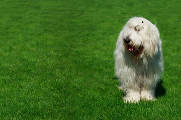 Dog breed South Russian Sheepdog