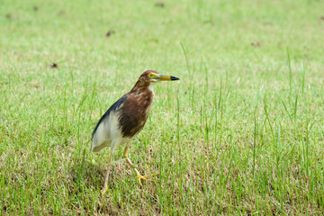 Javan pond heron is a wading bird of the heron family, found in shallow fresh and salt-water wetlands in Southeast Asia. Its diet comprises insects, fish, and crabs.