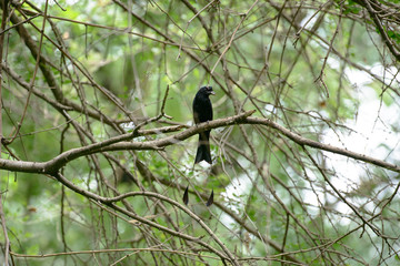 Greater Racket-tailed Drongo in THAILAND