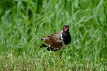 Red-wattled lapwing is an Asian lapwing or large plover, a wader in the family Charadriidae. They are ground birds that are incapable of perching.