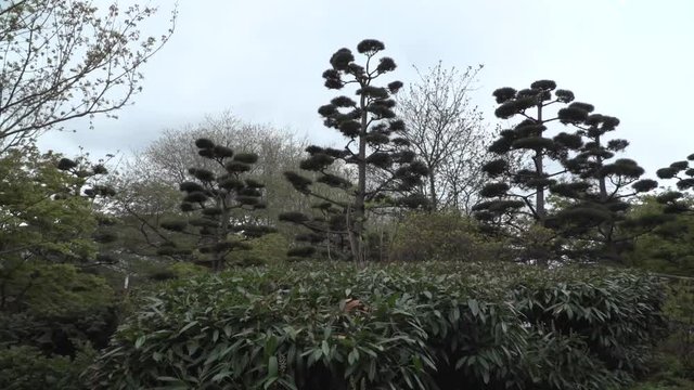 Planten un Bloomen japanese Garden