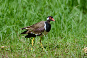 Red-wattled lapwing is an Asian lapwing or large plover, a wader in the family Charadriidae. They are ground birds that are incapable of perching.