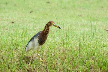 Obraz premium Javan pond heron is a wading bird of the heron family, found in shallow fresh and salt-water wetlands in Southeast Asia. Its diet comprises insects, fish, and crabs.