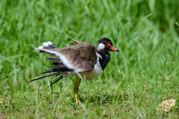 Red-wattled lapwing is an Asian lapwing or large plover, a wader in the family Charadriidae. They are ground birds that are incapable of perching.