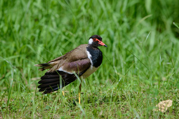 Red-wattled lapwing is an Asian lapwing or large plover, a wader in the family Charadriidae. They are ground birds that are incapable of perching.
