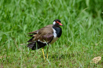 Red-wattled lapwing is an Asian lapwing or large plover, a wader in the family Charadriidae. They are ground birds that are incapable of perching.