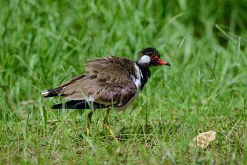 Red-wattled lapwing is an Asian lapwing or large plover, a wader in the family Charadriidae. They are ground birds that are incapable of perching.