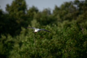 flying seagull at bangpu recreation center samut prakan thailand