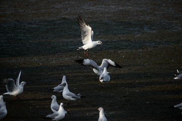 flying seagull at bangpu recreation center samut prakan thailand
