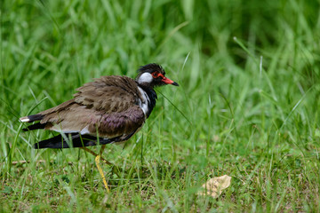 Red-wattled lapwing is an Asian lapwing or large plover, a wader in the family Charadriidae. They are ground birds that are incapable of perching.
