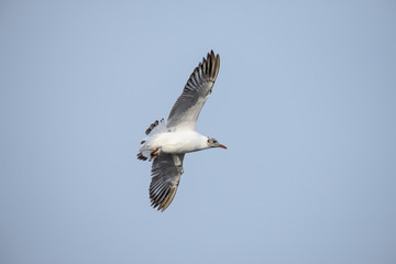 flying seagull at bangpu recreation center samut prakan thailand