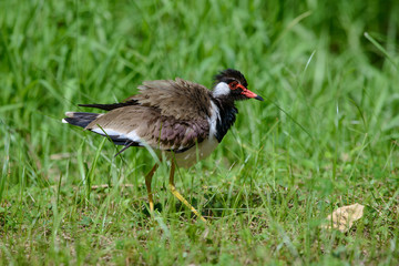 Red-wattled lapwing is an Asian lapwing or large plover, a wader in the family Charadriidae. They are ground birds that are incapable of perching.
