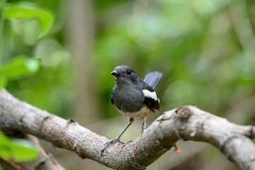 Obraz premium Oriental magpie-robin, they are common birds in urban gardens as well as forests.