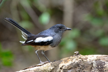 Oriental magpie-robin, they are common birds in urban gardens as well as forests.