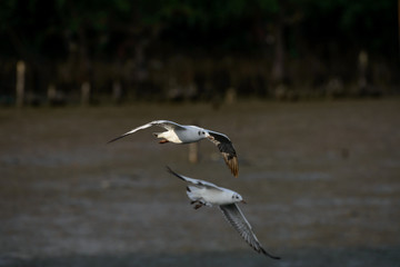 flying seagull at bangpu recreation center samut prakan thailand