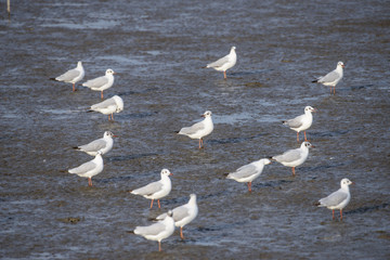 Seagull at bangpu recreation center samut prakan thailand