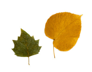 Set of Dry Leaves Isolated on White Background