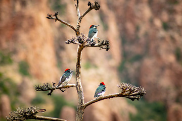 Acorn Woodpeckers