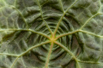 Close up photo of plant's central nervous system