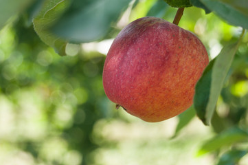 closeup of red apple in apple tree in green house
