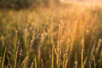 A small rice bowl in the morning sunlight.