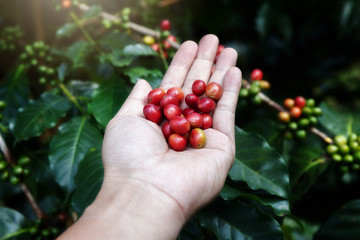 Hand holding ripe coffee bean,Worker harvest Arabica Coffee Bean from coffee Tree