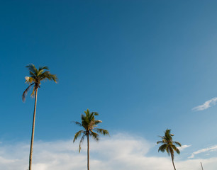 Coconut trees at the beach and blue sky