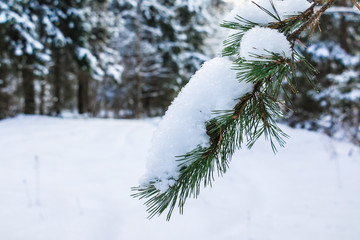 Snow covered pine tree branches close up