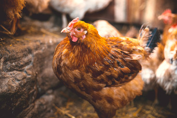 Chickens on the farm. Toned, style, color photo.