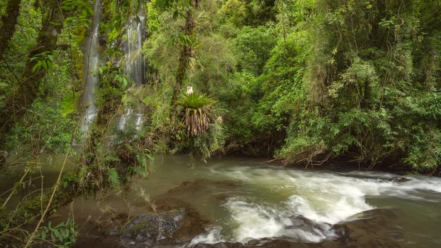 Pristine waterfalls in cloudforest running into the Rio Pita in a steep gorge near Cotopaxi Volcano in the Ecuadorian Andes. A bromeliad (Tillandsia complanata) in foreground. Time-lapse.