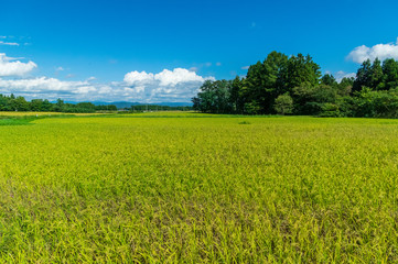 Obraz premium 岩手県北上市金ヶ崎町