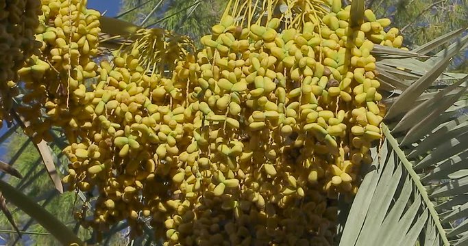 Date Palm Tree is a flowering plant species in the palm family. Date trees typically reach about 21&ndash;23 meters growing singly or forming a clump with several stems from a single root system.