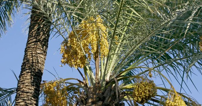 Date Palm Tree is a flowering plant species in the palm family. Date trees typically reach about 21–23 meters growing singly or forming a clump with several stems from a single root system.