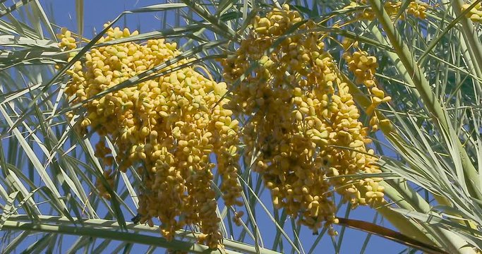 Date Palm Tree is a flowering plant species in the palm family. Date trees typically reach about 21&ndash;23 meters growing singly or forming a clump with several stems from a single root system.