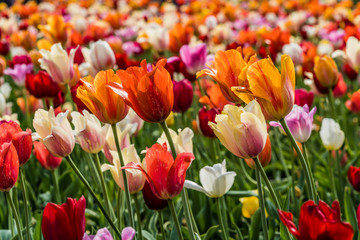 Obraz premium Lots of tulips